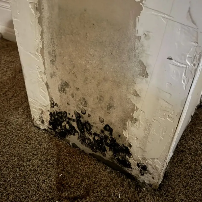 Professional Mold Removal in Columbus County, NC